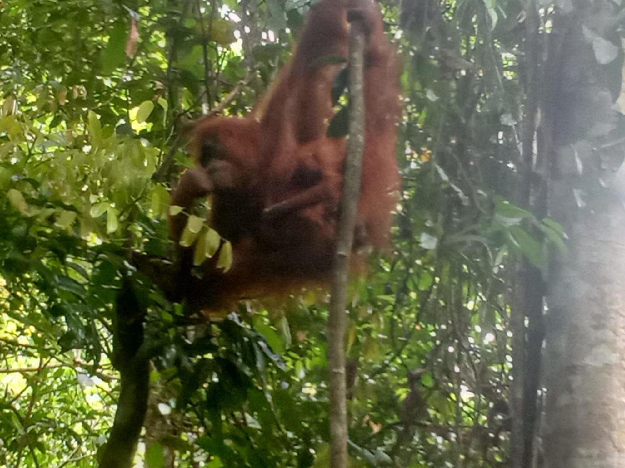 Jungle Treking & Jungle Tour If You Want To Stay Here,You Must Book Treking Only With Us Bukit Lawang Dış mekan fotoğraf