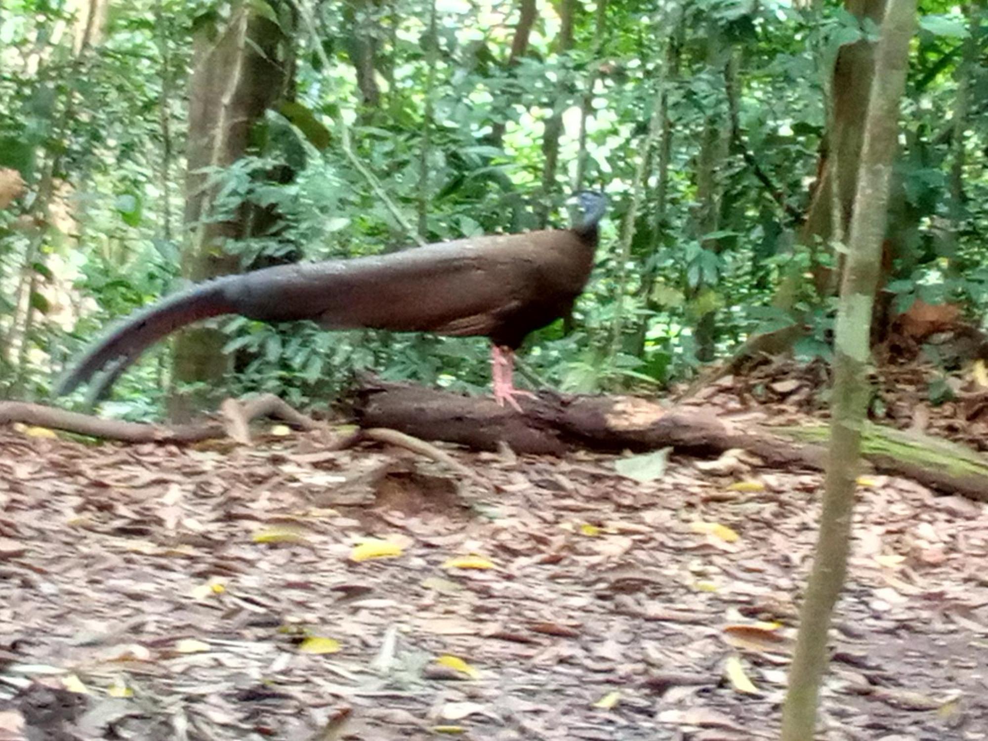 Jungle Treking & Jungle Tour If You Want To Stay Here,You Must Book Treking Only With Us Bukit Lawang Dış mekan fotoğraf