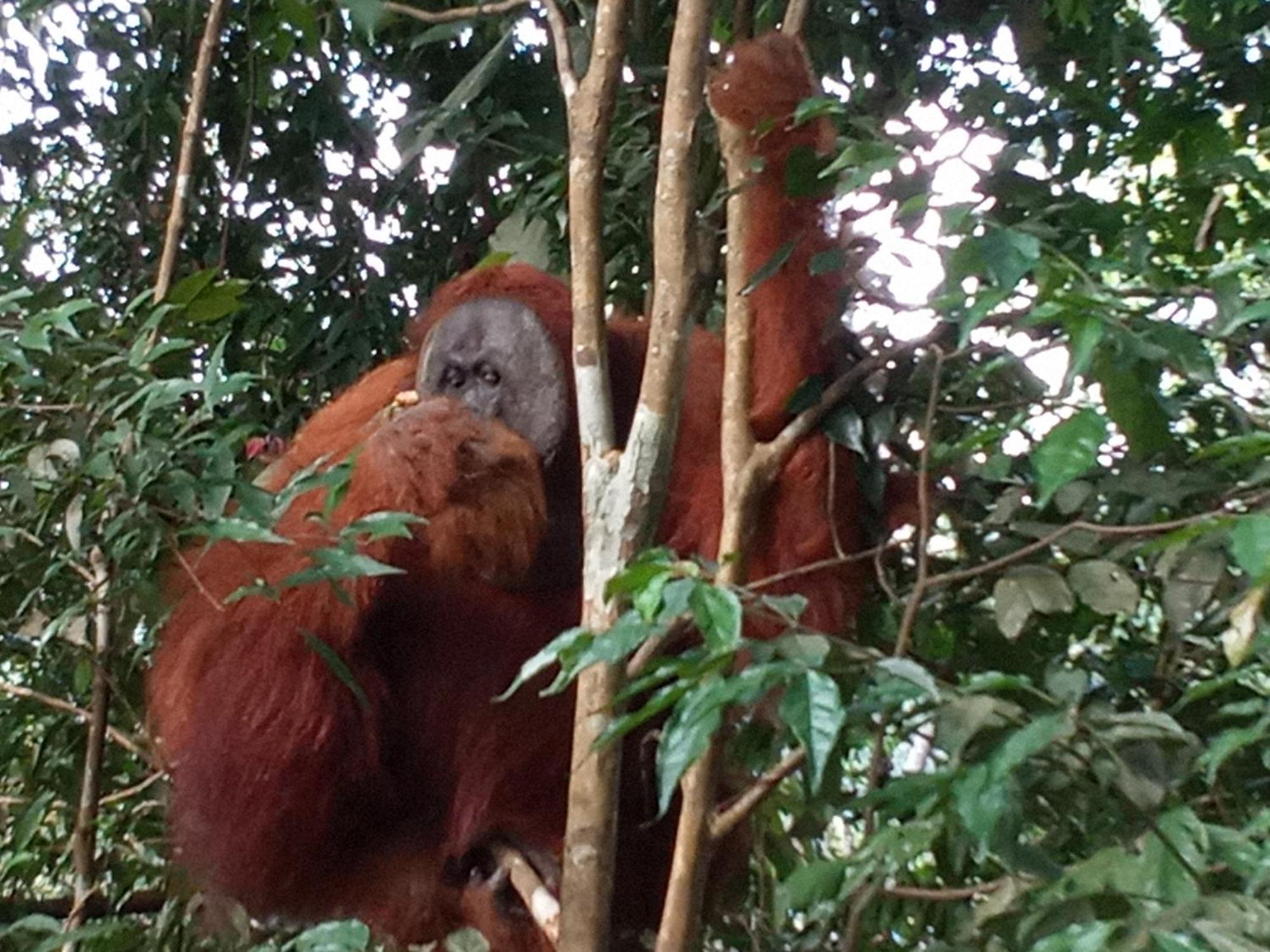 Jungle Treking & Jungle Tour If You Want To Stay Here,You Must Book Treking Only With Us Bukit Lawang Dış mekan fotoğraf