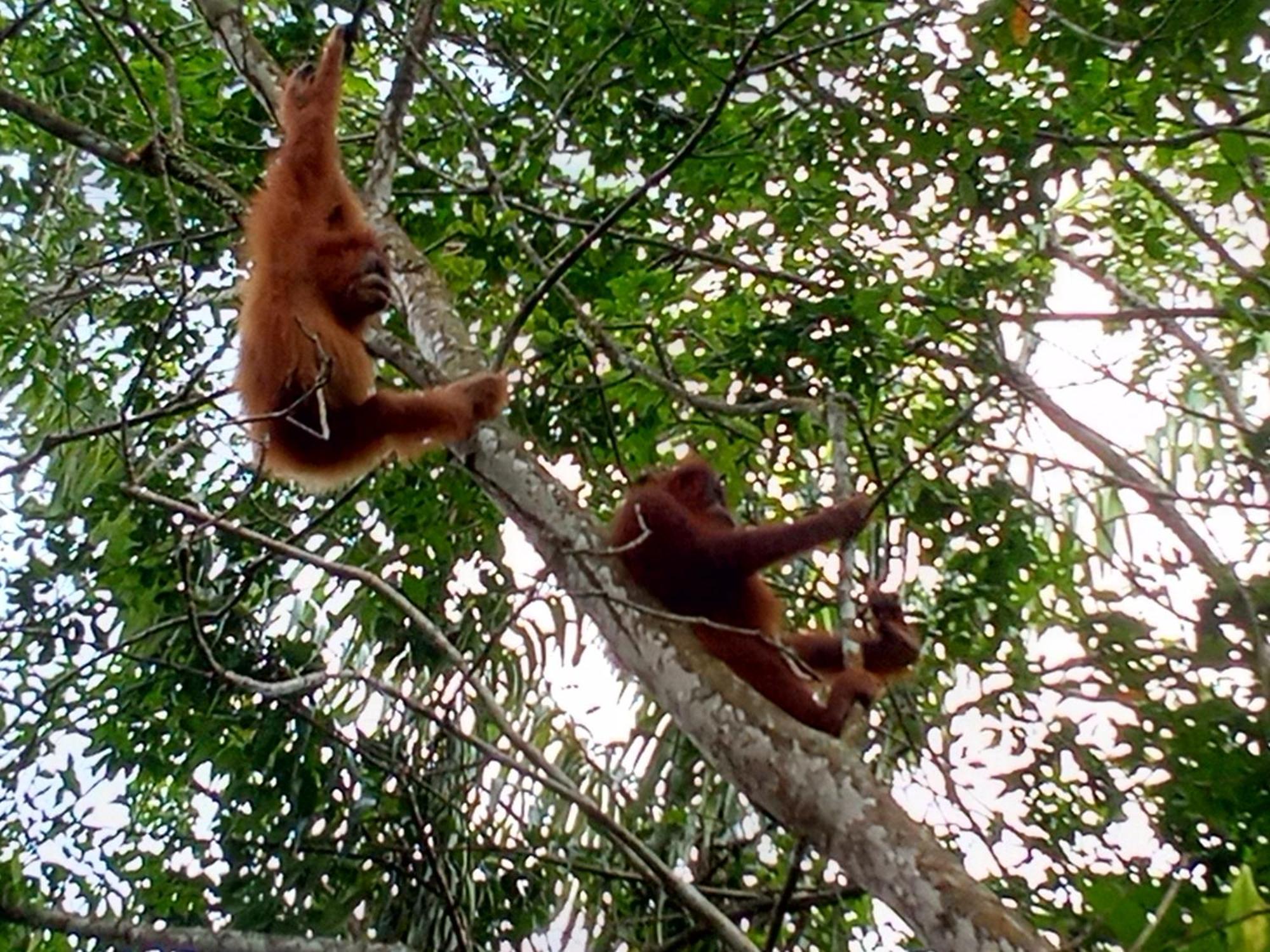 Jungle Treking & Jungle Tour If You Want To Stay Here,You Must Book Treking Only With Us Bukit Lawang Dış mekan fotoğraf