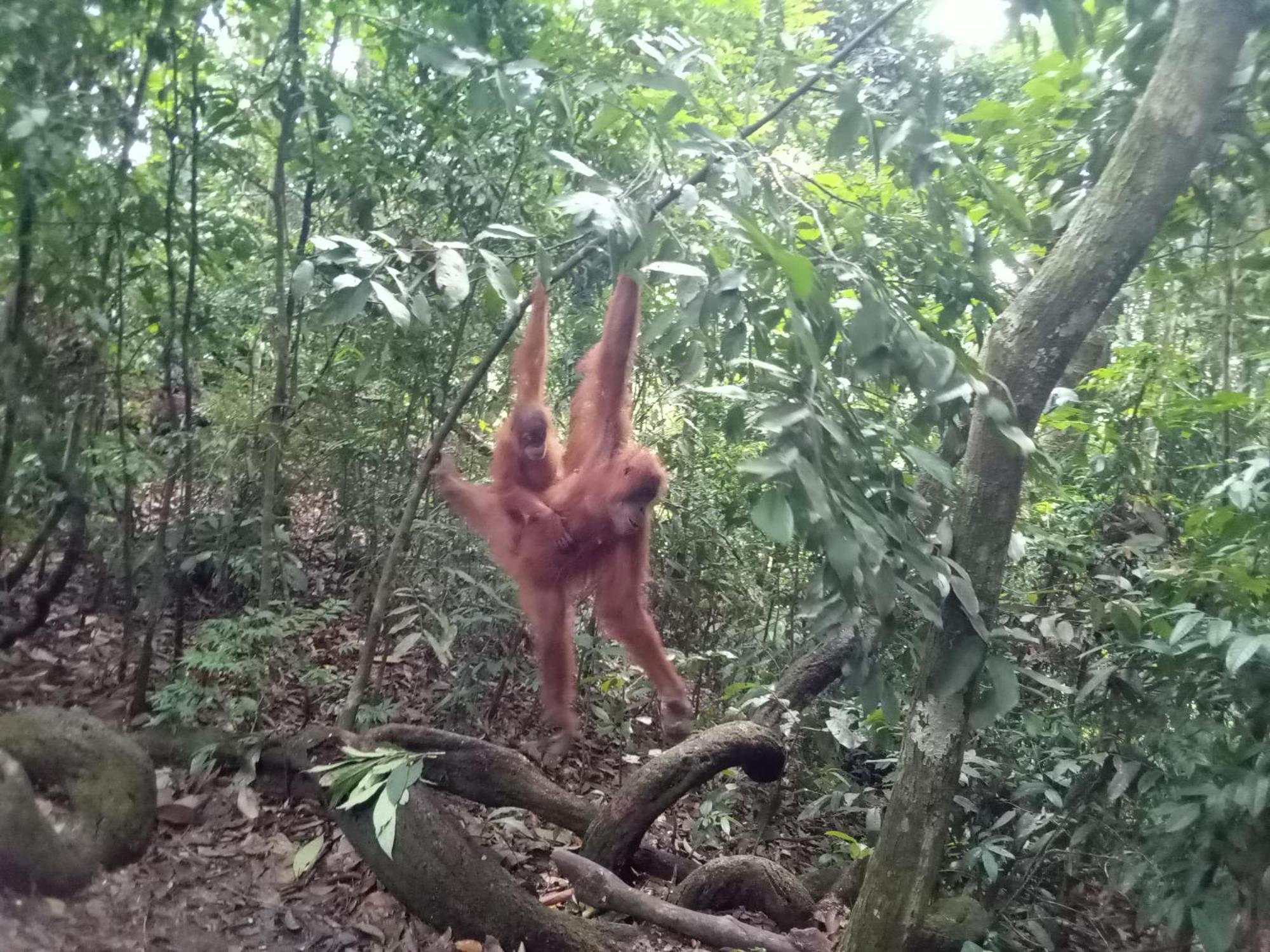 Jungle Treking & Jungle Tour If You Want To Stay Here,You Must Book Treking Only With Us Bukit Lawang Dış mekan fotoğraf