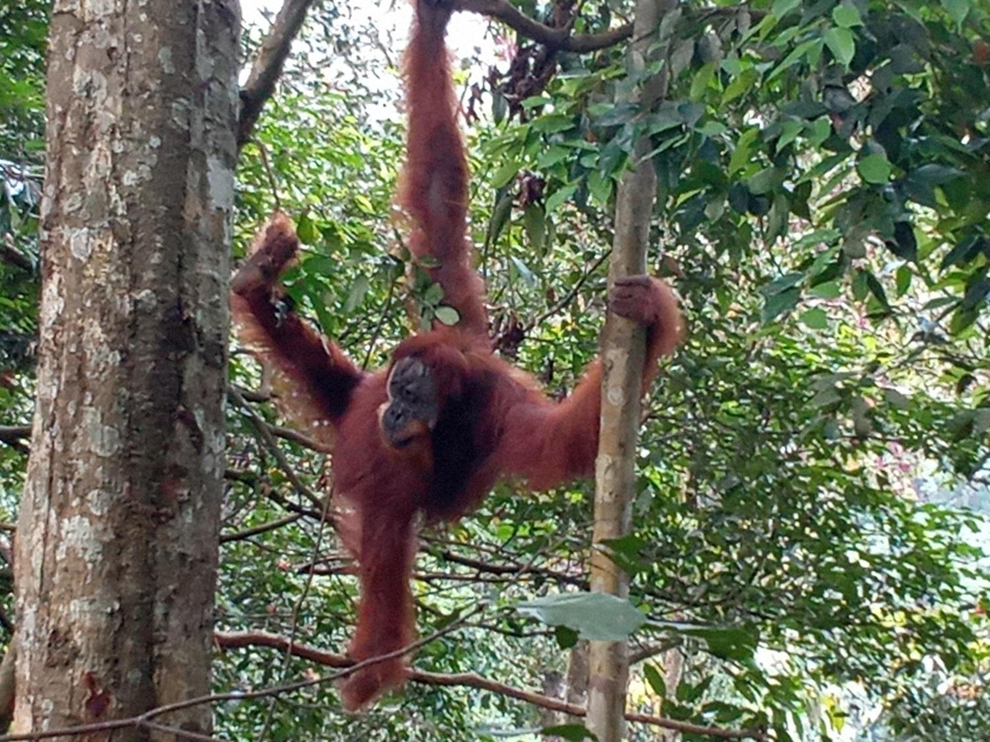 Jungle Treking & Jungle Tour If You Want To Stay Here,You Must Book Treking Only With Us Bukit Lawang Dış mekan fotoğraf