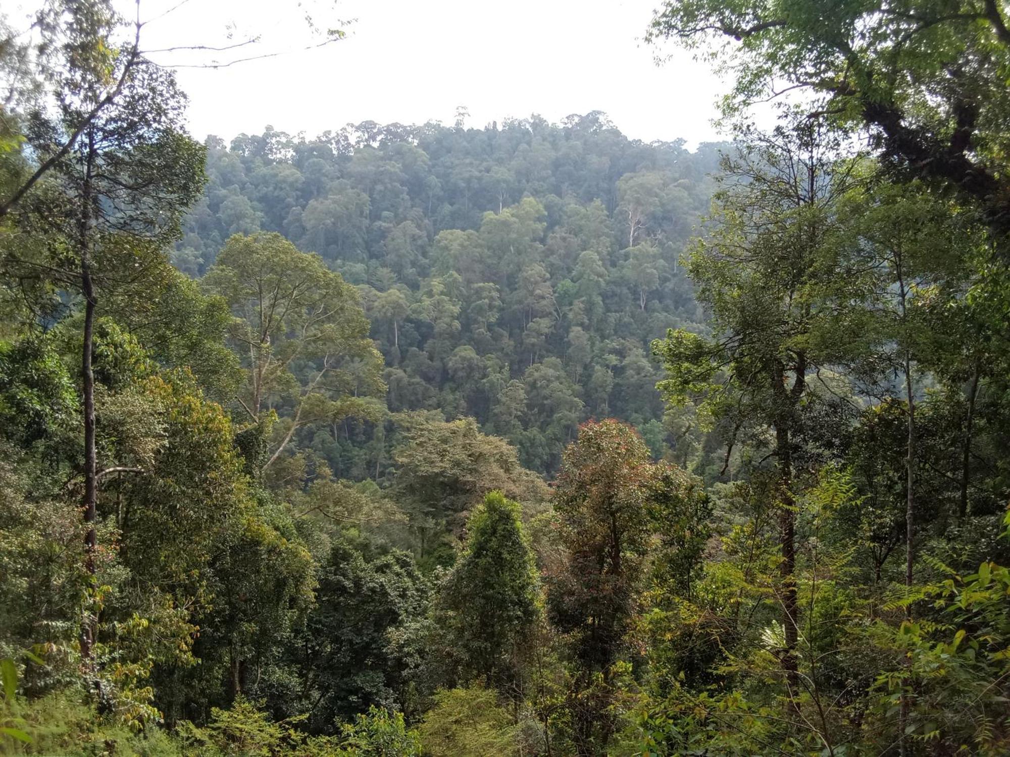 Jungle Treking & Jungle Tour If You Want To Stay Here,You Must Book Treking Only With Us Bukit Lawang Dış mekan fotoğraf