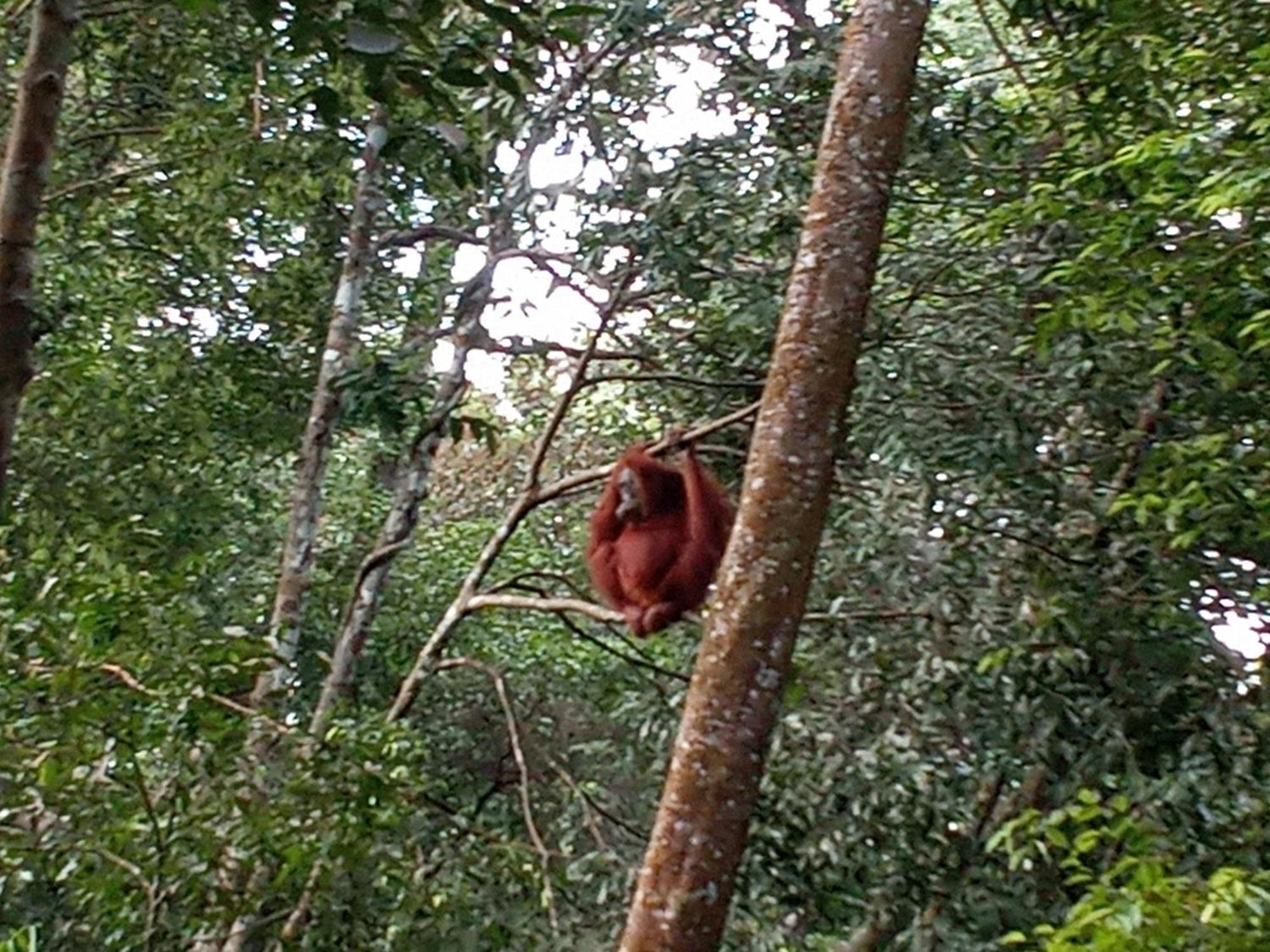 Jungle Treking & Jungle Tour If You Want To Stay Here,You Must Book Treking Only With Us Bukit Lawang Dış mekan fotoğraf