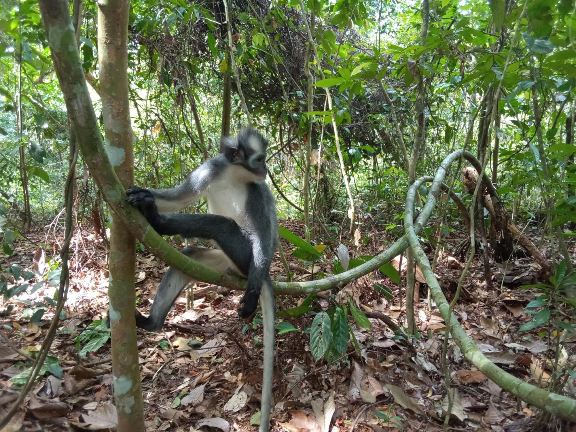 Jungle Treking & Jungle Tour If You Want To Stay Here,You Must Book Treking Only With Us Bukit Lawang Dış mekan fotoğraf