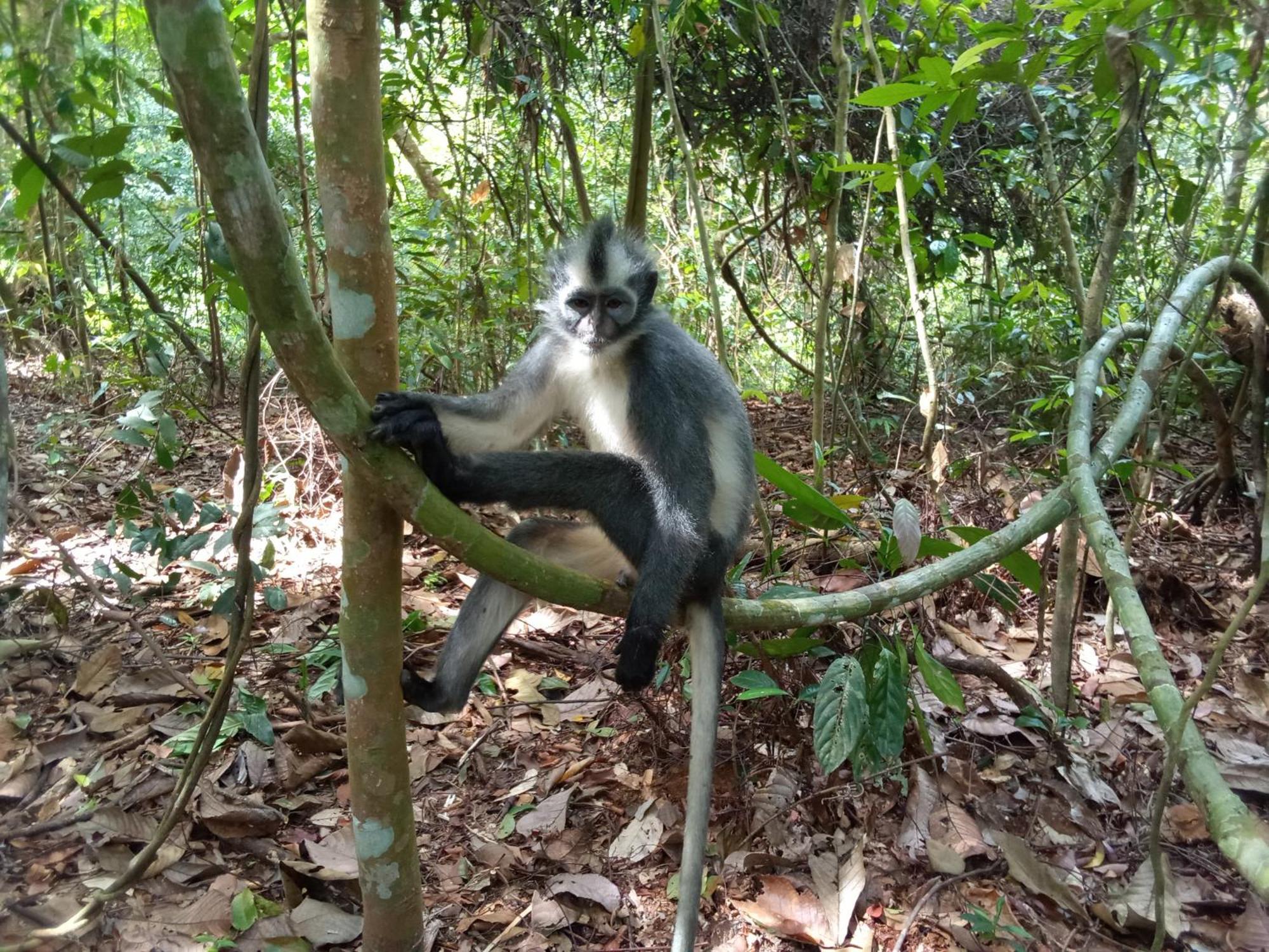 Jungle Treking & Jungle Tour If You Want To Stay Here,You Must Book Treking Only With Us Bukit Lawang Dış mekan fotoğraf