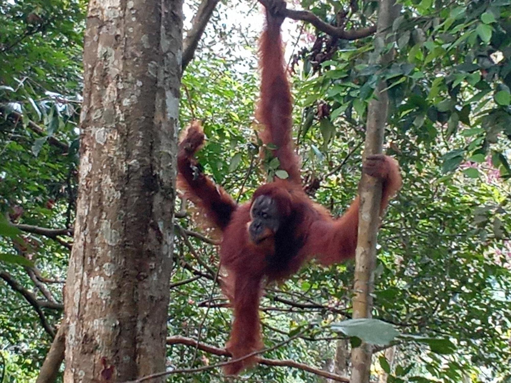 Jungle Treking & Jungle Tour If You Want To Stay Here,You Must Book Treking Only With Us Bukit Lawang Dış mekan fotoğraf