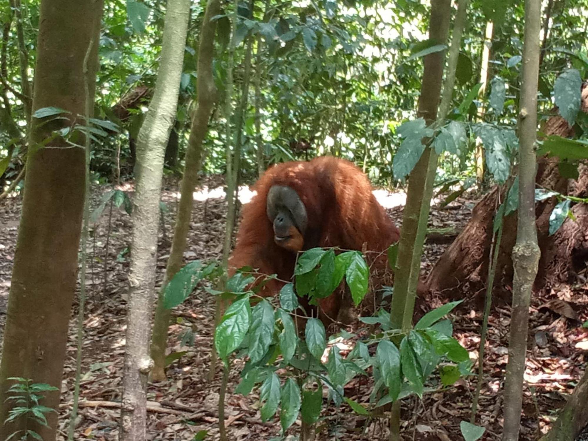 Jungle Treking & Jungle Tour If You Want To Stay Here,You Must Book Treking Only With Us Bukit Lawang Dış mekan fotoğraf