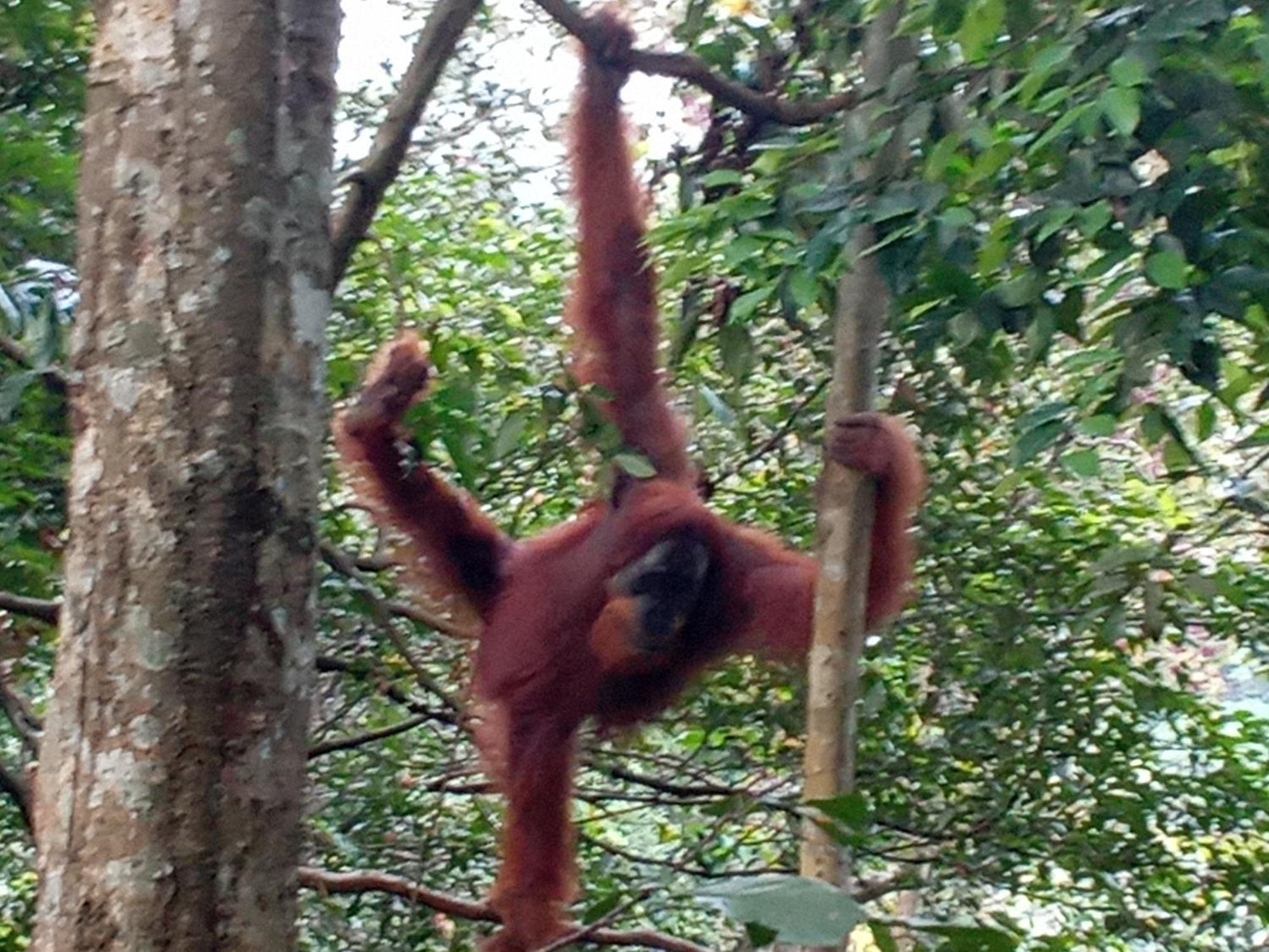 Jungle Treking & Jungle Tour If You Want To Stay Here,You Must Book Treking Only With Us Bukit Lawang Dış mekan fotoğraf