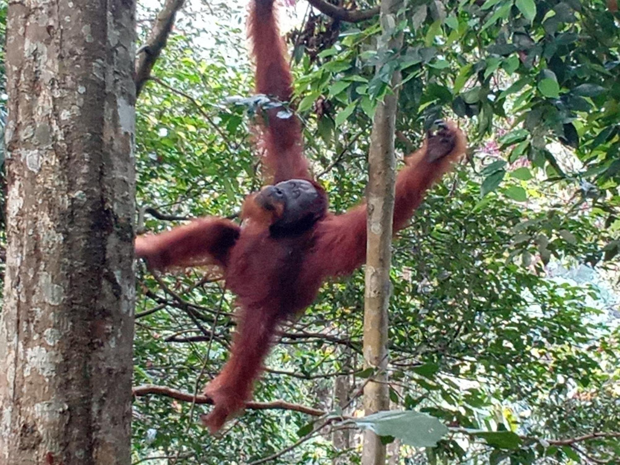 Jungle Treking & Jungle Tour If You Want To Stay Here,You Must Book Treking Only With Us Bukit Lawang Dış mekan fotoğraf